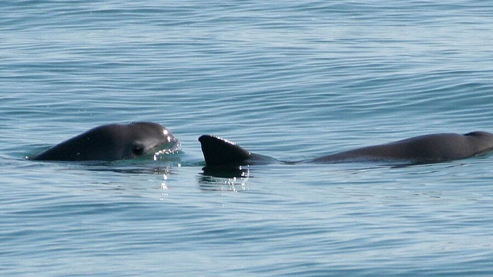 Test de cultură generală. Care este cel mai rar animal din lume?