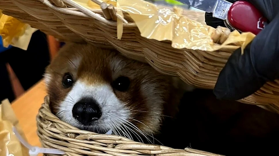 Urs panda roșu, găsit în bagajul unui indian pe aeroportul din Bangkok