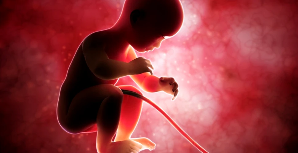 Fascinantul proces al dezvoltării embrionului. Poate avea implicaţii cruciale în medicină