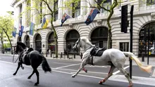 Haos în centrul Londrei după ce doi cai militari au scăpat de sub control