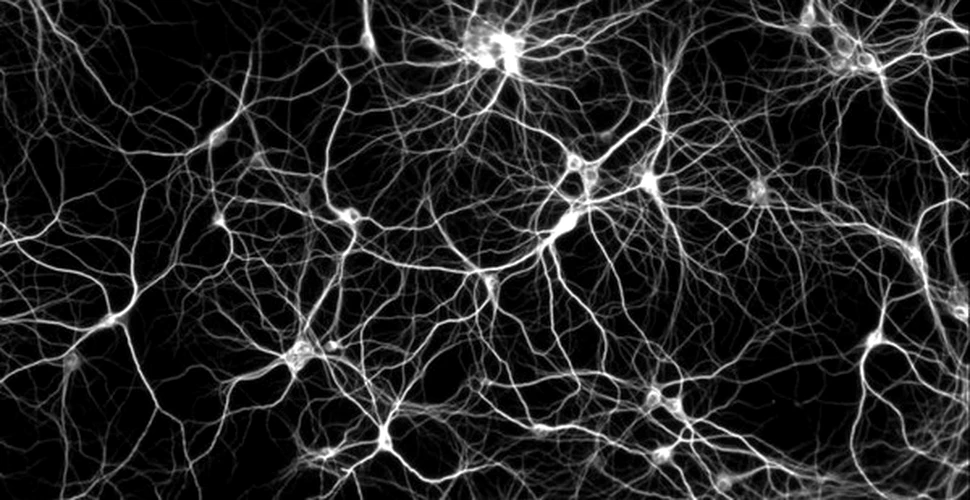 O harta a neuronilor