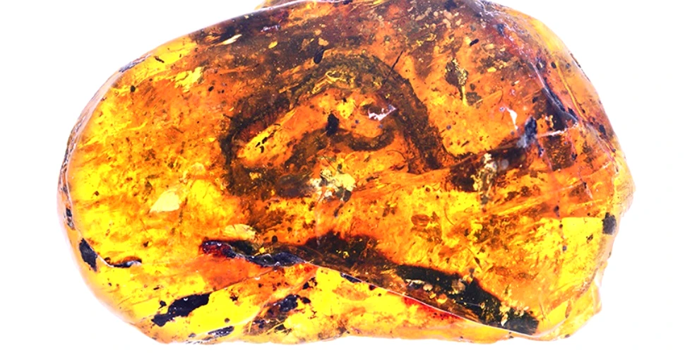 O piatră de chihlimbar descoperită recent are prinsă cea mai veche fosilă de pui de şarpe cunoscută