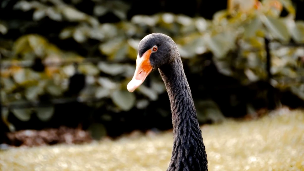 Coreea de Nord a început să crească lebede negre pentru hrana populației