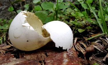O nouă materie primă pentru fabricarea plasticului biodegradabil: cojile de ouă!