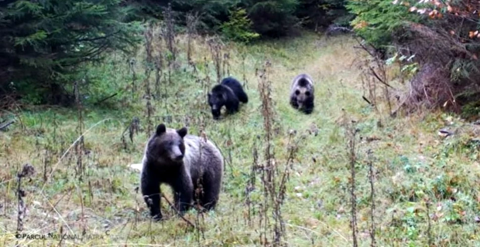 Forfotă la Piatra Craiului: Urșii fac ultimele pregătiri înainte de hibernare
