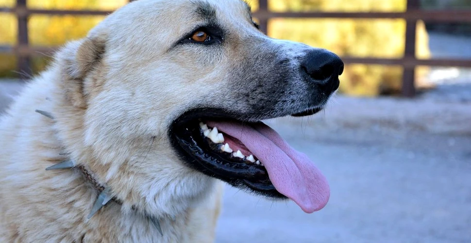Sterilizare și microcipare gratuită pentru 10.000 de câini și pisici fără pedigree din București