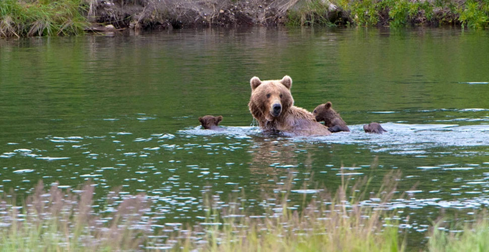 Vânătorii forţează ursoaicele să petreacă mai mult timp alături de puii lor