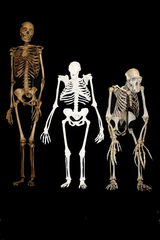 Comparaţie între o femeie modernă, o femelă de Australopithecus sediba şi un cimpanzeu