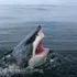 O influenceriţă, amendată după ce s-a filmat în timp ce gătea și mânca un mare rechin alb