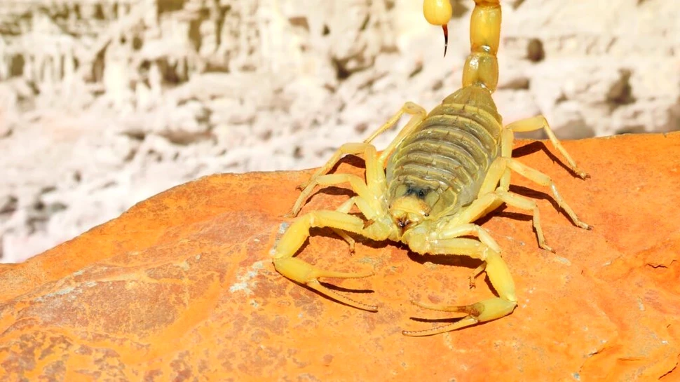 Test de cultură generală. Care este cel mai scump lichid din lume?