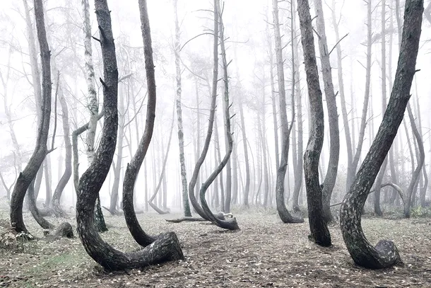 Peste 400 de arbori curbaţi din Polonia sunt încă un mister pentru cercetători