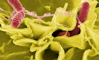 Molecula care combate bacteriile rezistente la medicamente ar putea trata și cele mai rezistente infecții