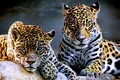 Masculii jaguar formează alianțe pentru a-și spori șansele de împerechere, arată noi cercetări