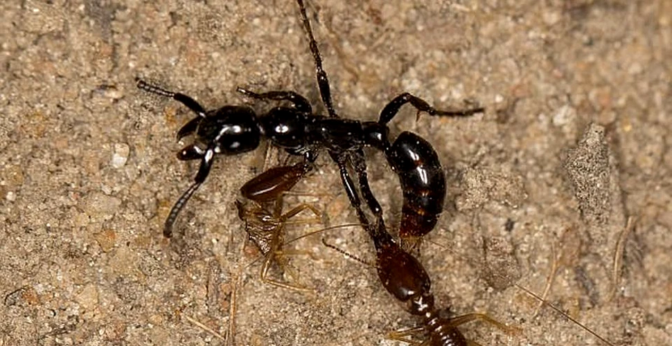 Modul UIMITOR prin care furnicile îşi ajută membri din muşuroi atunci când aceştia sunt răniţi în luptele cu alte insecte