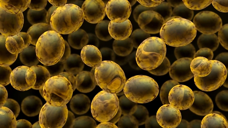Drojdia de bere, modificată genetic pentru fabricarea de tratamente opioide