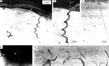 Structuri neașteptate, descoperite la mare adâncime în Groapa Japoniei