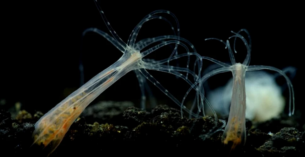 Anemonele de mare sunt puternic afectate de poluarea dramatică a apelor