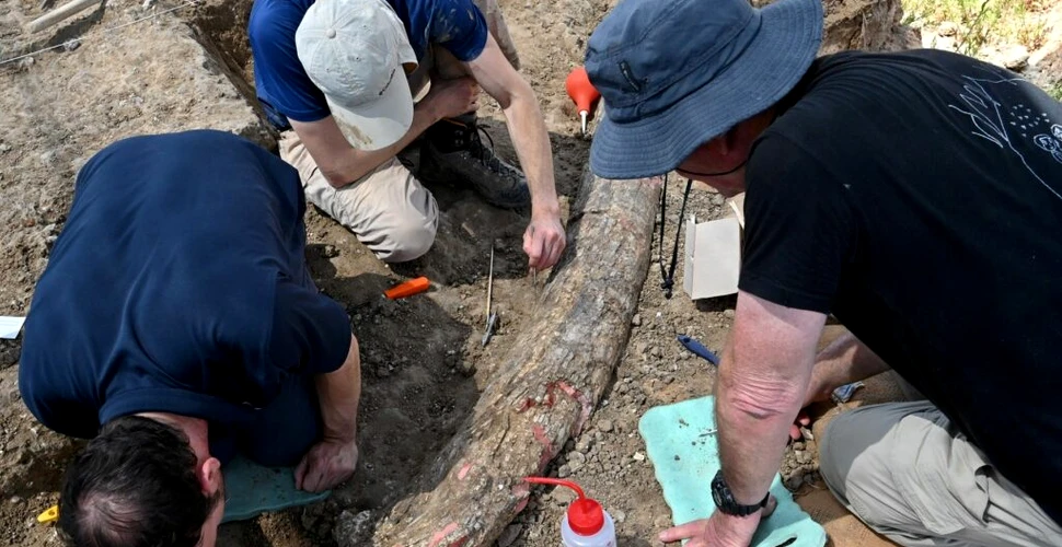 Un fildeș de 500.000 de ani, descoperit în Israel, elucidează un vechi mister