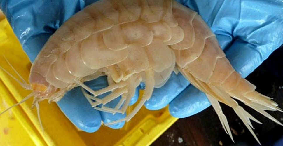 Un crustaceu gigant a fost descoperit într-o groapă abisală (FOTO)