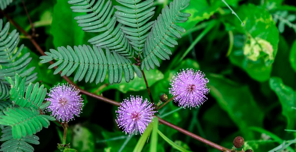 Plantele simt durerea? Știința surprinzătoare a percepției plantelor