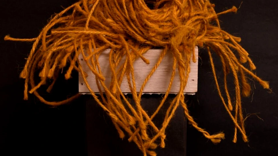 Cercetătorii au descoperit că cintezele au culori preferate