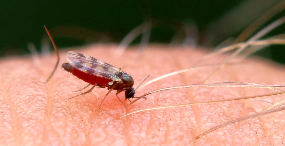 Țânțarii văd roșu! Cum te ferește asta de bolile pe care le transmit?