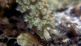 Limacșii de mare fură părți din corpul altor specii pentru a se „upgrada”