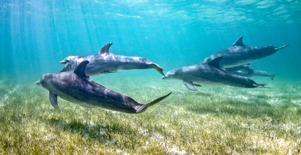 Cercetătorii au descoperit o nouă subspecie de delfin în Oceanul Pacific