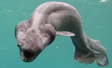 Nu este o creatură desprinsă dintr-un film horror, este un rechin cu cap de şarpe şi cu 300 de dinţi din era dinozaurilor care a fost găsit pe coasta Portugaliei