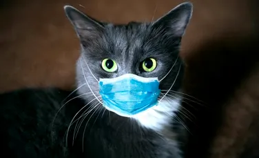 Prima țară care anunță „un număr mare” de cazuri de gripă aviară la pisici