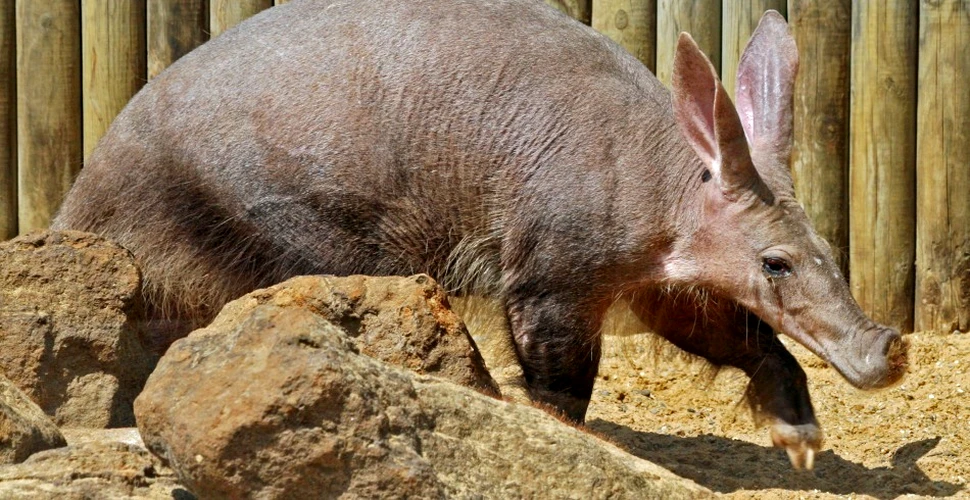 Aardvark – misteriosul porc furnicar