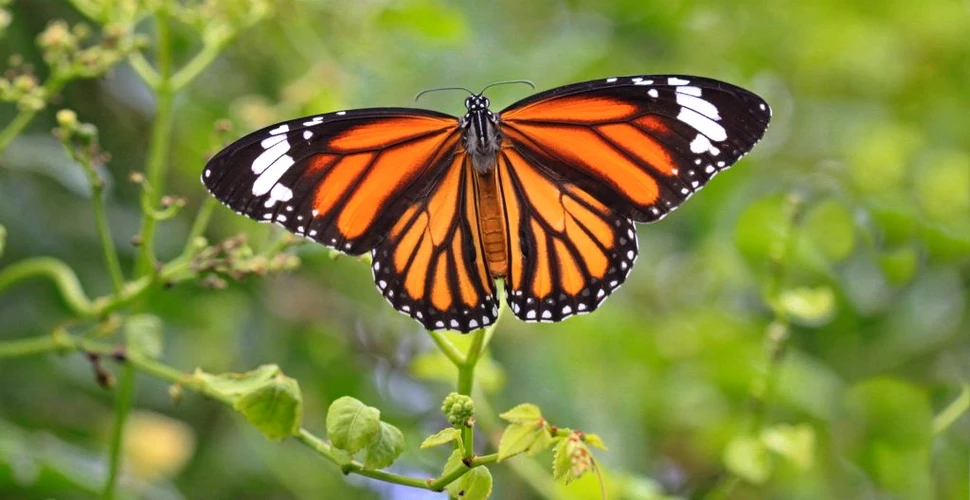 Fluturii monarh, pe cale de dispariţie. Cât de mult a scăzut populația în ultimii 10 ani?