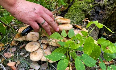 Cultivarea de ciuperci în grădină ar putea distruge biodiversitatea