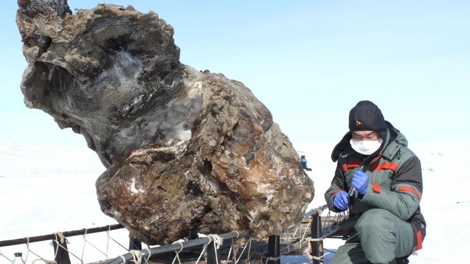 Premieră mondială: a fost descoperit sângele vechi de 10.000 de ani al unui mamut (FOTO)