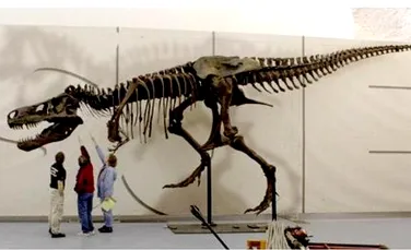 Puternicul Tyrannosaurus Rex, doborat de faringita?