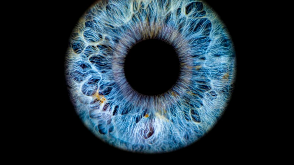 Retinele crescute în laborator explică de ce oamenii văd culori pe care câinii nu le pot vedea