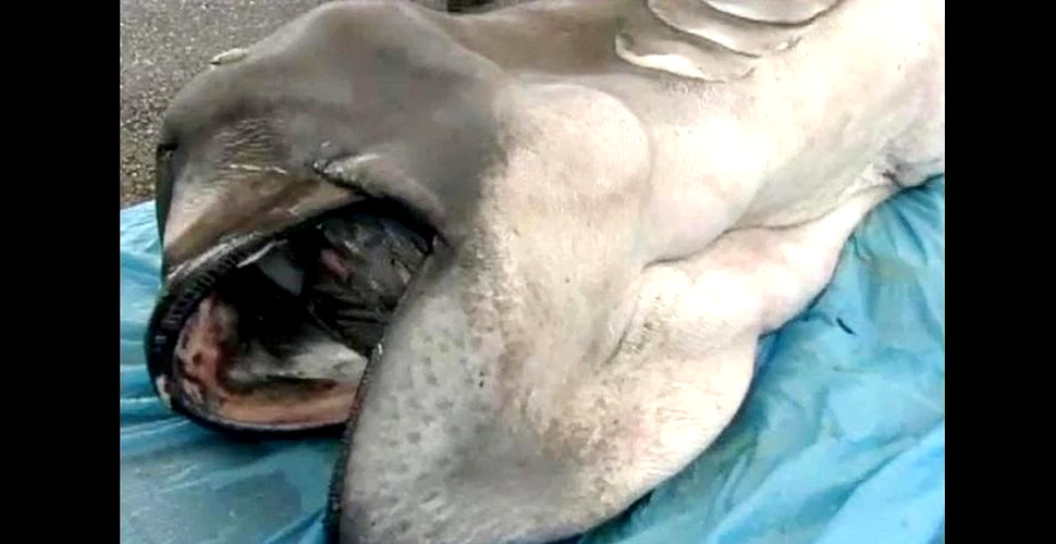 Captură extrem de rară în apele Japoniei: animalul – unul dintre cei mai neobişnuiţi rechini – a fost autopsiat în prezenţa publicului (VIDEO)
