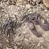 Un mic prădător din Jurasic a deschis calea către evoluția creierului uman