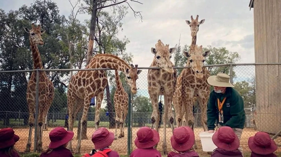 Mutangi, cea mai bătrână girafă din lume, a murit la 31 de ani