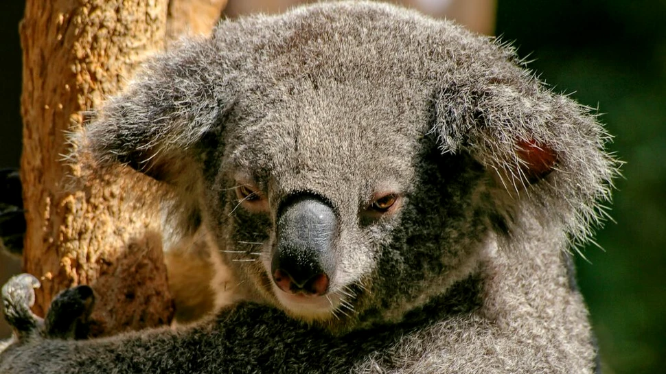 Animalele din Australia sunt expuse unui risc crescut pe măsură ce mediul se deteriorează