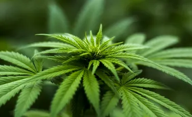 Ambasadorul Olandei: Avem experienţe pozitive cu marijuana folosită în scopuri medicale