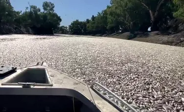 Dezastru pe un râu din Australia: milioane de pești au fost găsiți morți