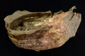 Un vas din aur, extrem de rar și vechi de 3.000 de ani, descoperit în Austria