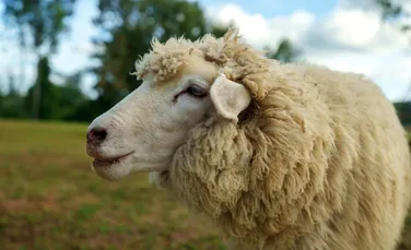 Soluția găsită de un fermier din Austria ca să-și protejeze oile de lupi