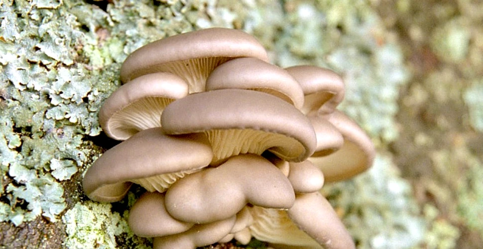 Cu ce se hrănesc de fapt ciupercile? Descoperire neaşteptată despre o ciupercă mult consumată la noi în ţară