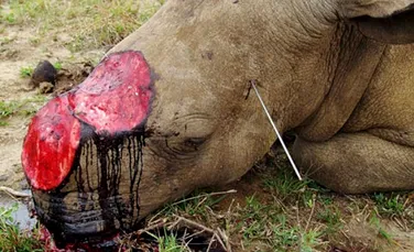 Parcul Naţional Kruger îşi va suplimenta efectivele de paznici, pentru a ocroti rinocerii