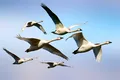 Iată cum schimbările climatice influențează migrația păsărilor