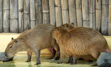 Un capibara care a evadat de la o grădină zoologică din China, regăsit după două luni
