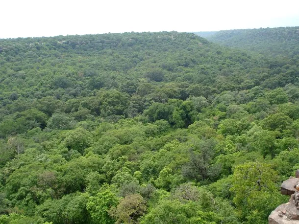 Junglele din Hingajgarh