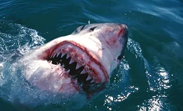 Disectia filmata a unui specimen de rechin alb este prezentata pe Internet